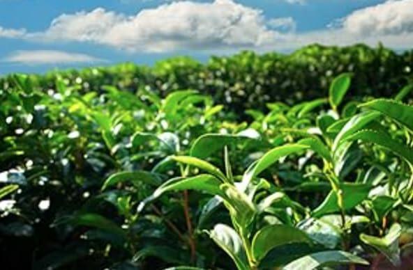 BestBy06/27 Royal Abbey Bao Zhong Oolong Tea Premium Oolong Loose Leaf