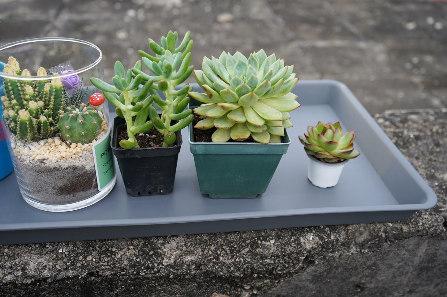 VUWEZ Plant Saucer Tray 11x9 inch, 1 Pack, Heavy Sturdy Plastic Drainage Tray