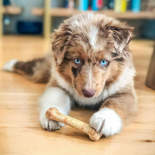 BestBy07/27 Nylabone Healthy Edibles Puppy Chews X-Small 3 Count Roast Beef