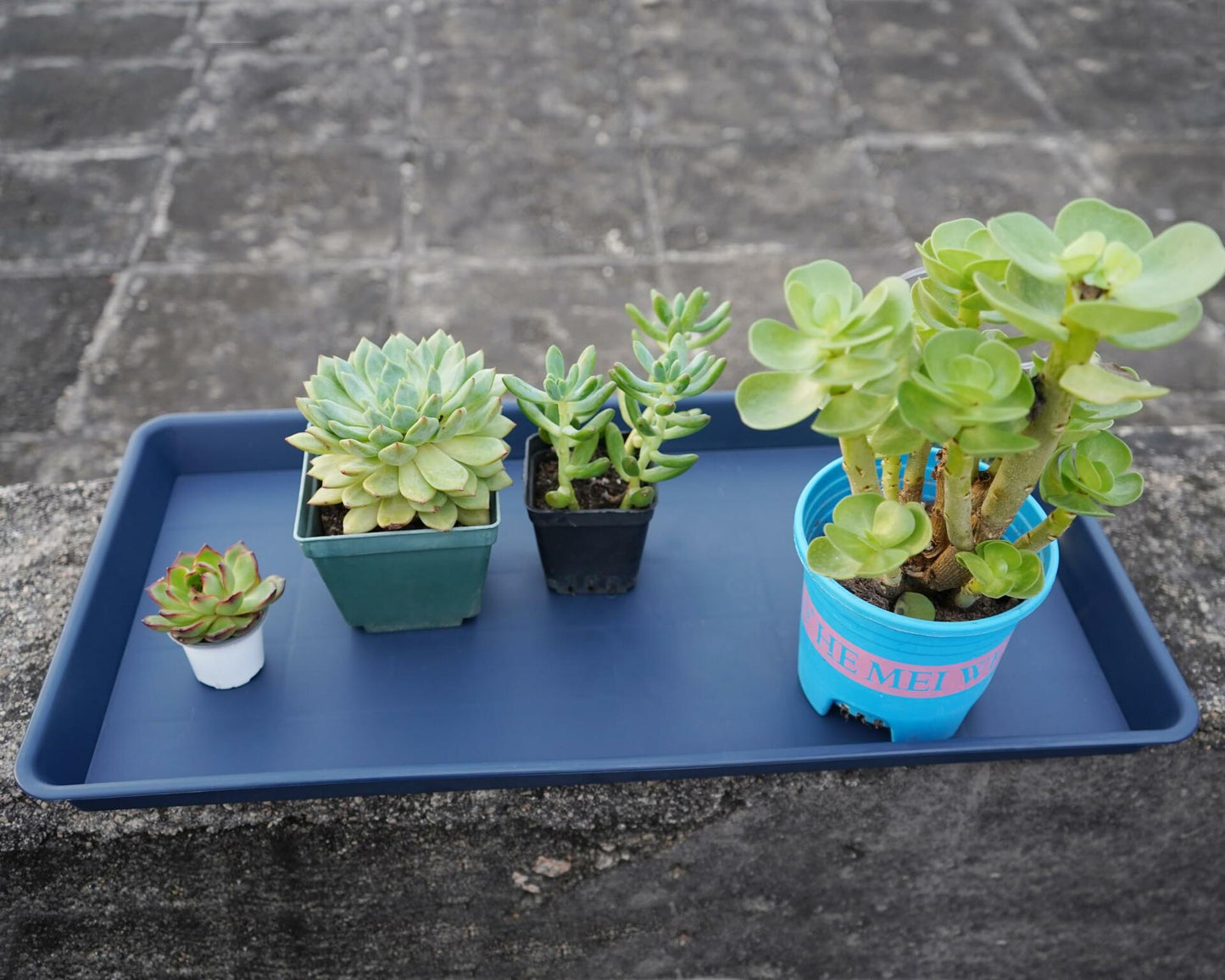 VUWEZ Plant Saucer Tray 11x9in, Heavy Sturdy Plastic Drainage Tray, 1 Pack