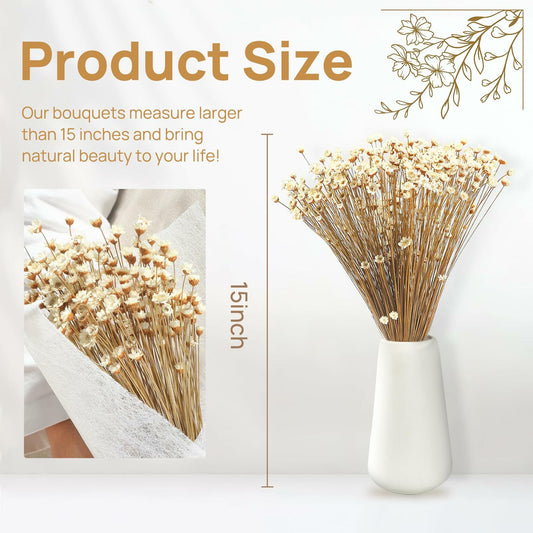 Dried Daisy Flowers Brazilian Small Star Mini Chamomile White Wedding Decor