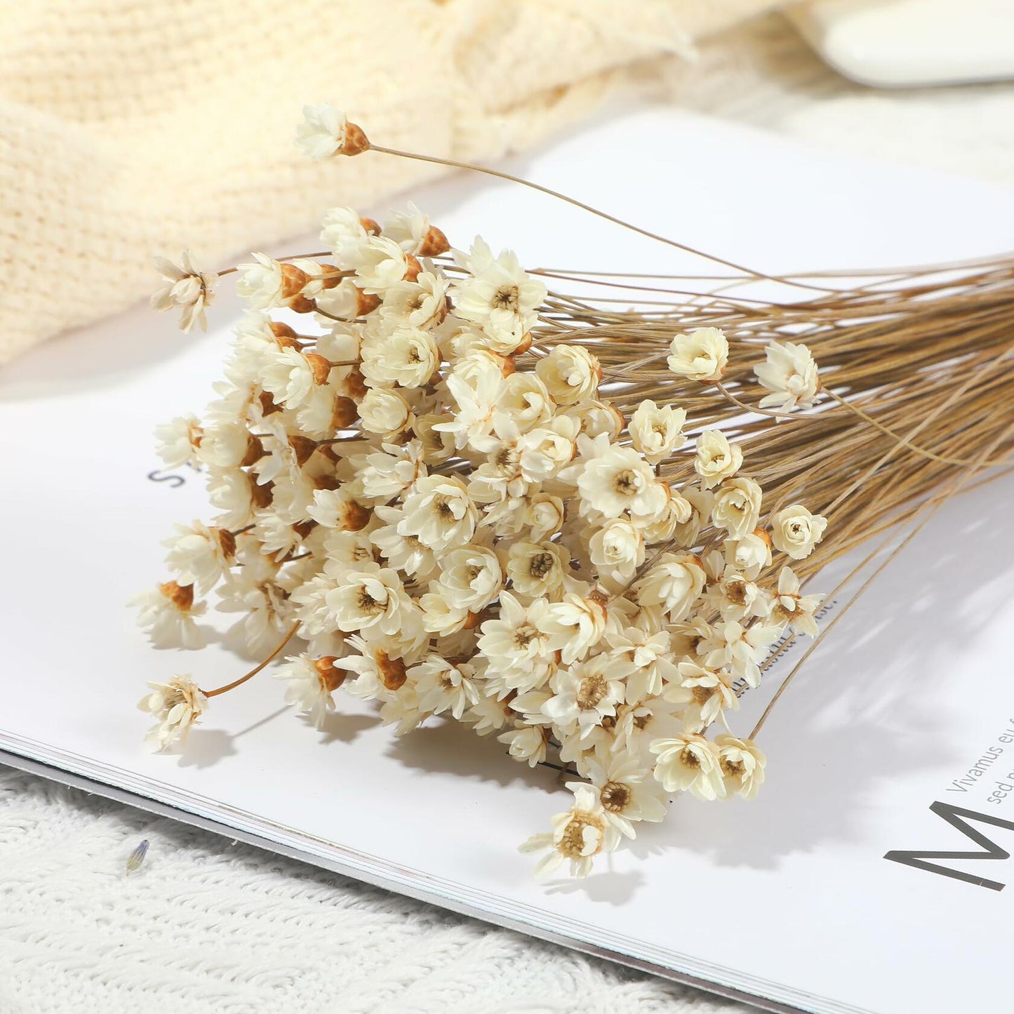 Dried Daisy Flowers Brazilian Small Star Mini Chamomile White Wedding Decor
