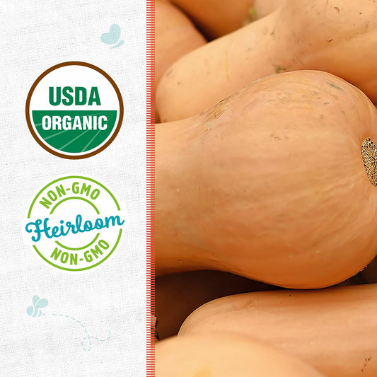 Winter Waltham Butternut Squash Seed Packet 2.8g Heirloom Planting