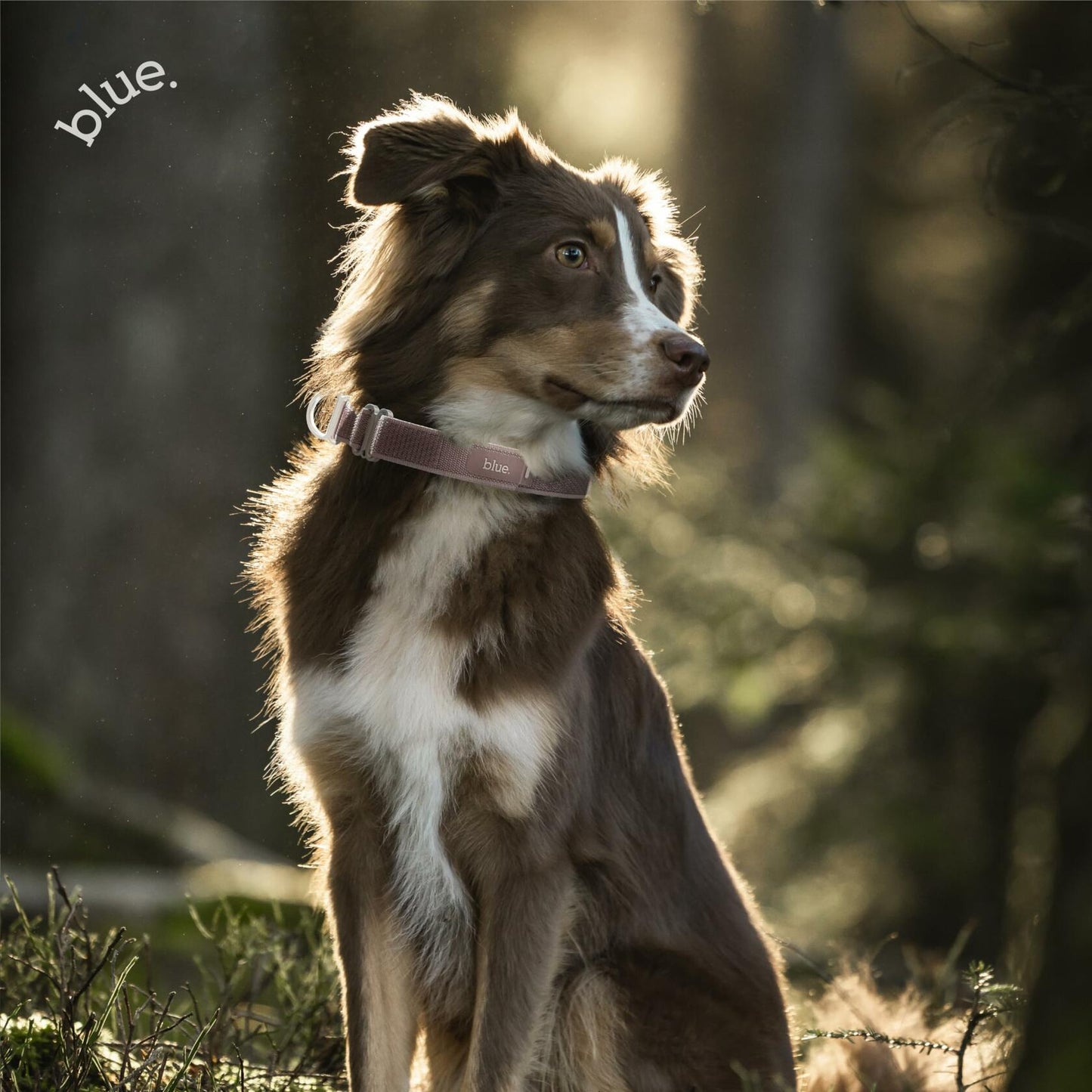Premium Dog Collar by Blue Small Feathered Rose