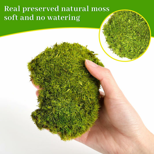 Preserved Reindeer Moss 1.8 sq Ft Natural Yellow-Green Moss for Decor