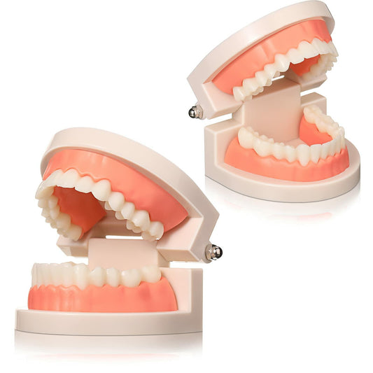BBTO 2 Pack Dental Teeth Model Fake Dentures Toy Teaching Study