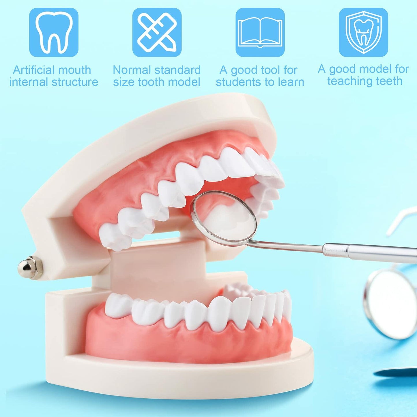 BBTO 2 Pack Dental Teeth Model Fake Dentures Toy Teaching Study