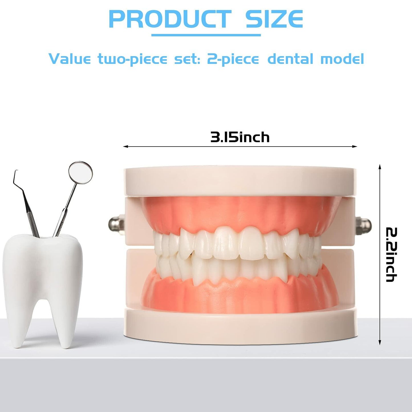 BBTO 2 Pack Dental Teeth Model Fake Dentures Toy Teaching Study