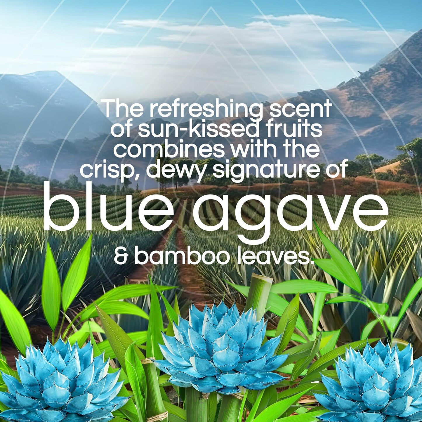 Air Wick Scented Oils Blue Agave Bamboo Essential Oil Refills 5 Pack