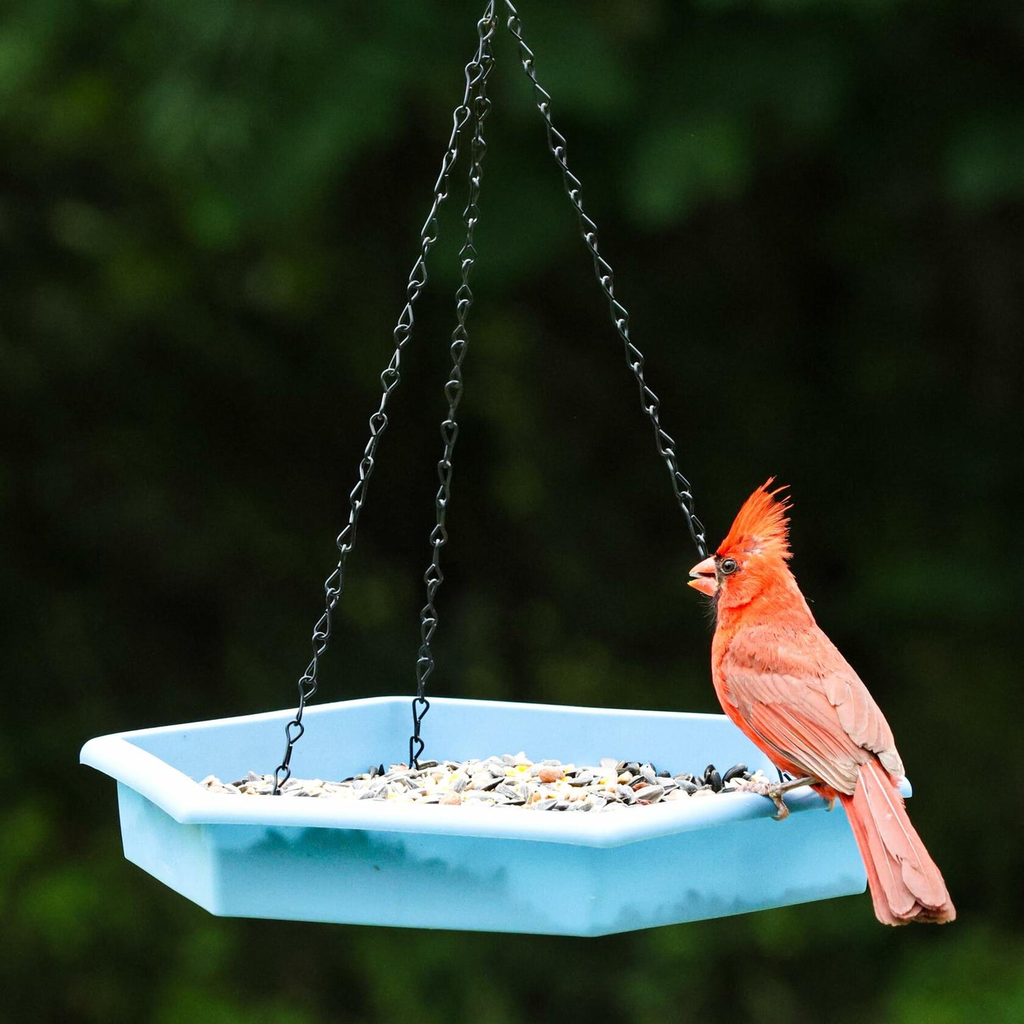 Natures Way RPFT4 EcoCycle Combo Cafe 2in1 Bird Feeder&Bird Bath Blue Case of4