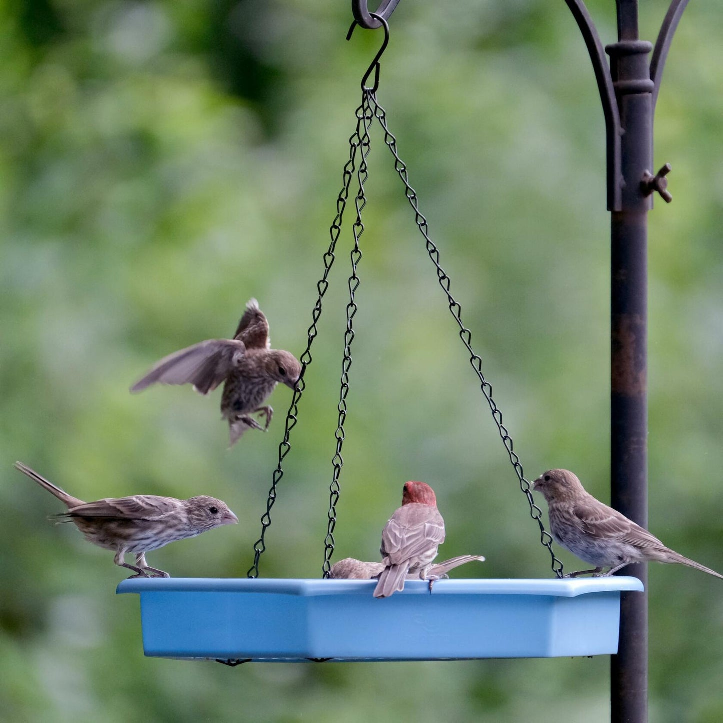 Natures Way RPFT4 EcoCycle Combo Cafe 2in1 Bird Feeder&Bird Bath Blue Case of4