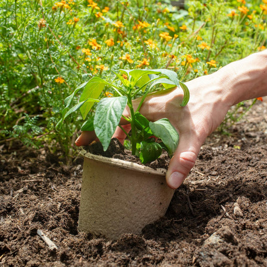 Back to the Roots Organic Plantable Seed Starting Pots 4.25" Wide Brown 8 Ct