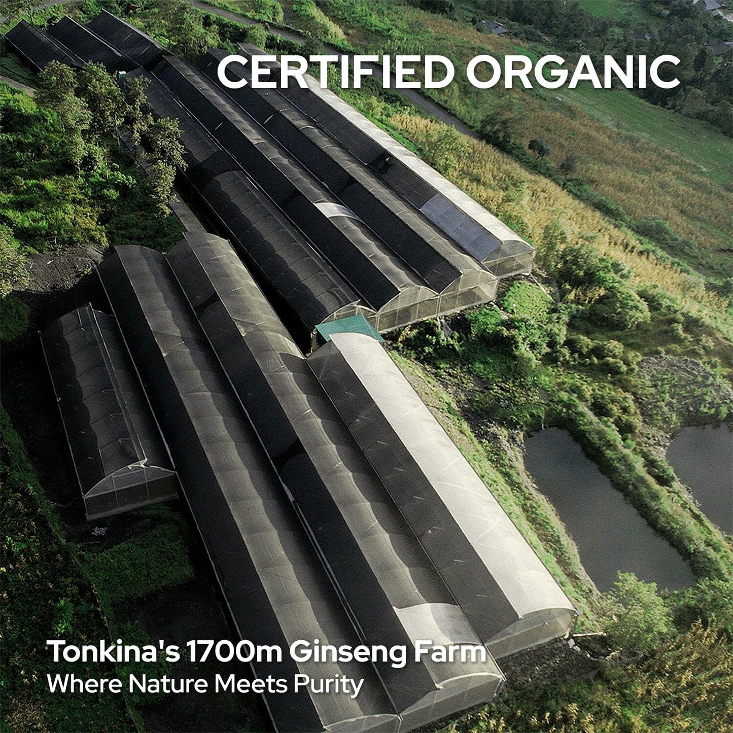 Tonkina Youth 1700 Trio Set Vietnamese Ginseng Serum Eye Cream Bakuchiol