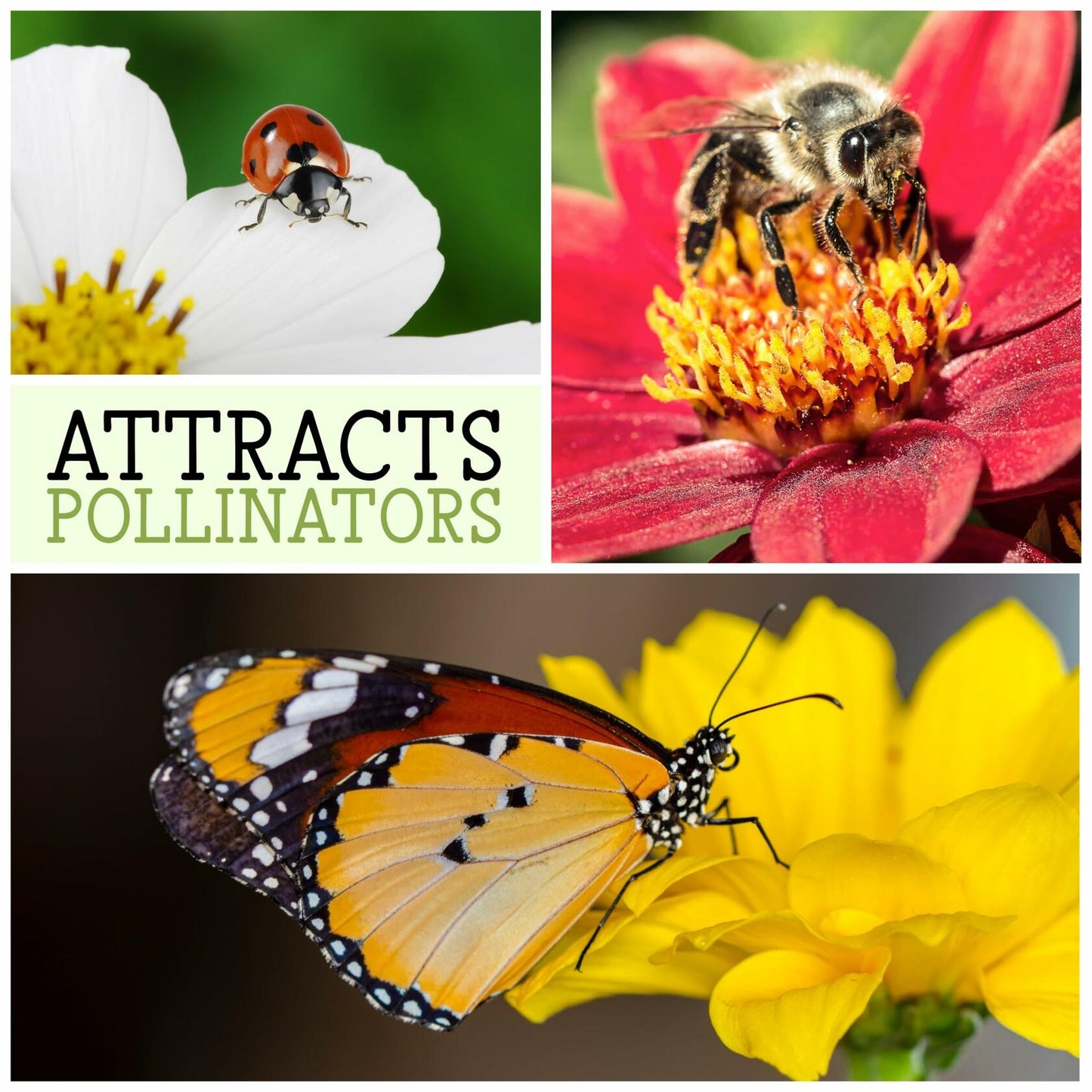 Seed Needs Heavenly Blue Morning Glory Seeds Ipomoea Tricolor 1000+ Count