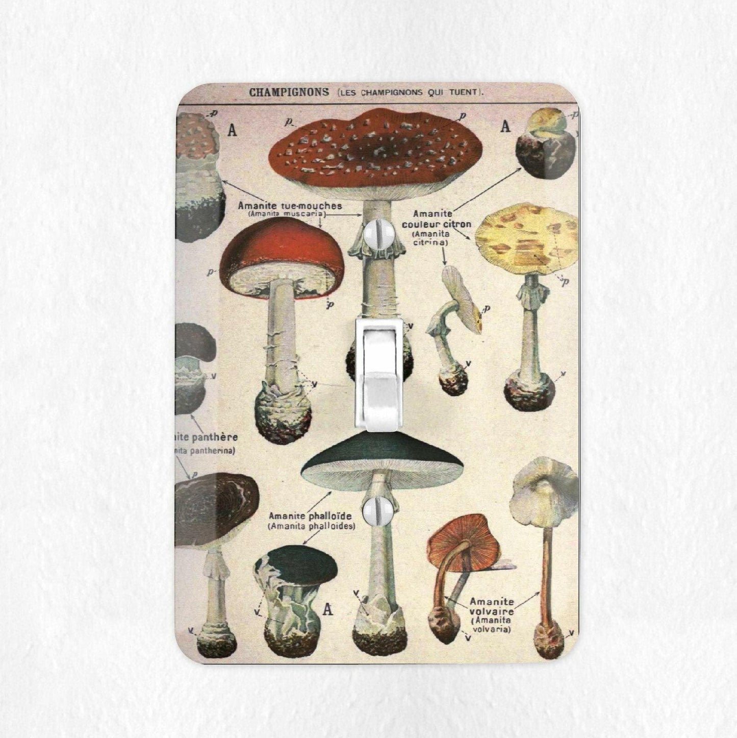 Define Design 11 Mushroom Light Switch Cover Vintage Botanical French