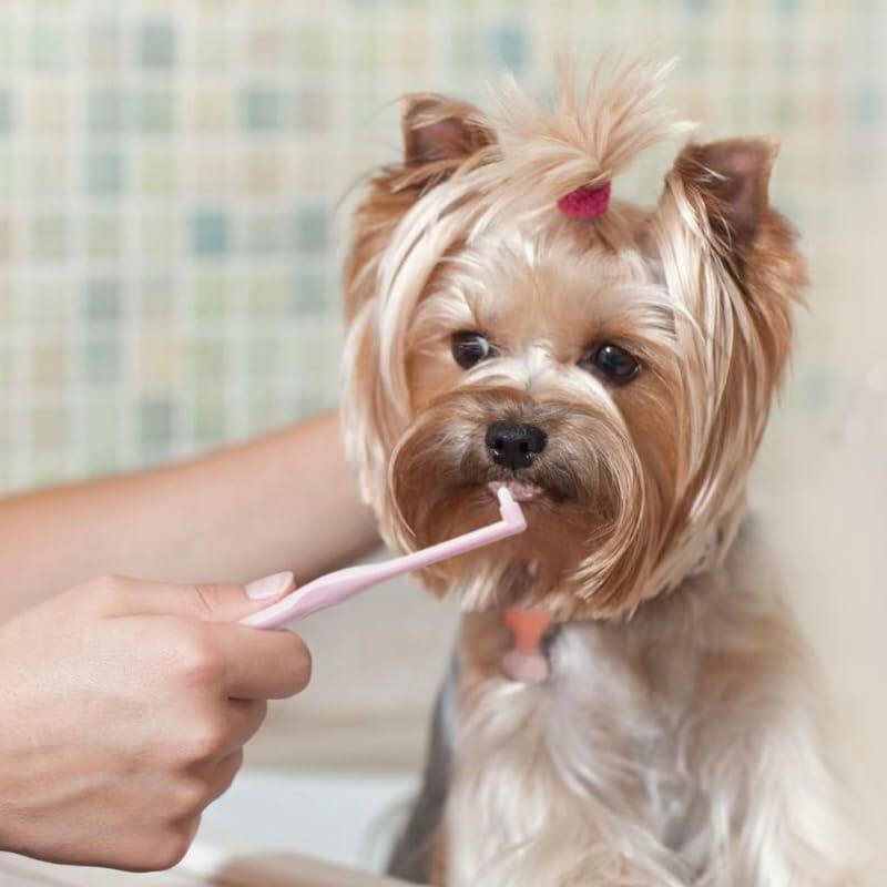 CHICHI PAWS Pet Toothbrush Set 5pcs Soft Bristles with Holder for Dogs Cats