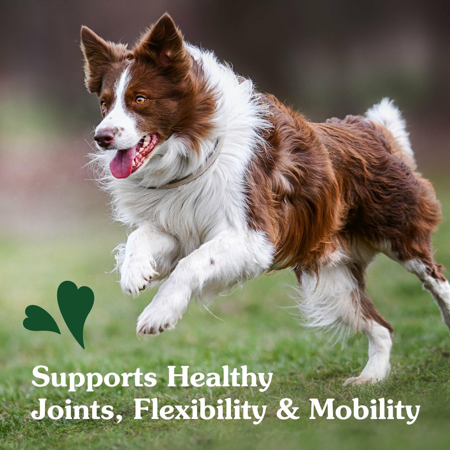 2/25 Greenies Supplements Hip and Joint Supplements for Dogs, Chicken Flavor,