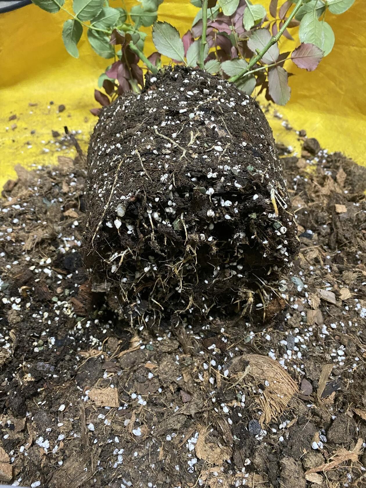Voulosimi Organic Perlite Soil Amendment 25QT 3/8 inch - Enhanced Drainage