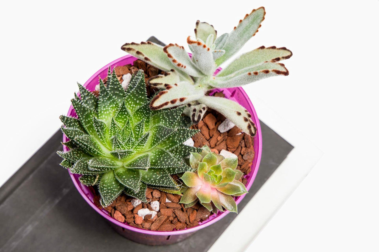 rePotme Cactus Succulent Soil Mix 2 Qt Mini Bag USA Hand Blended Potting Soil