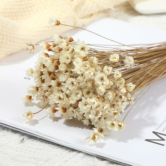 Dried Daisy Flowers Brazilian Small Star Mini Chamomile White Wedding Decor