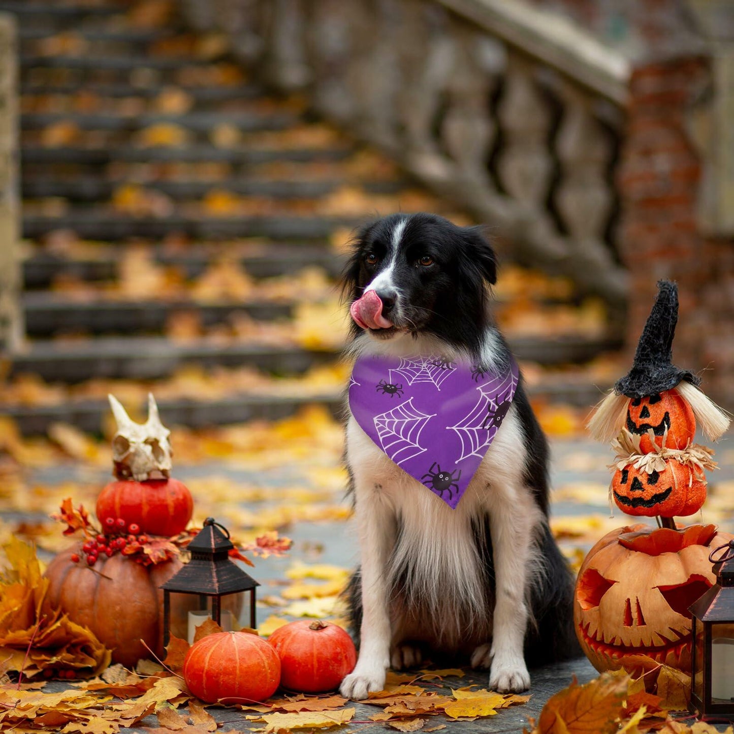 Halloween Dog Bandanas 2 Pack Adjustable Bat Spider Purple Orange Size M-L
