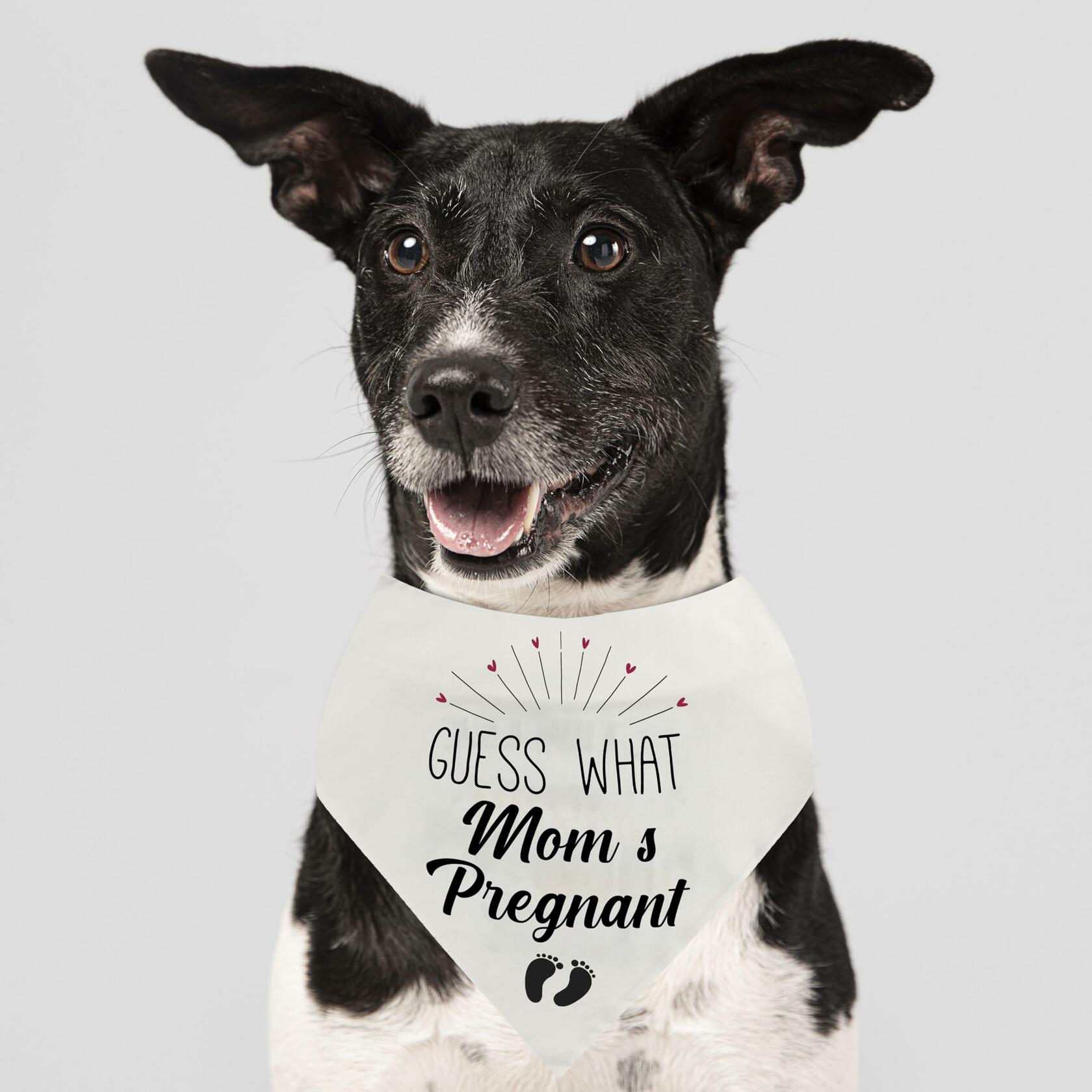 Guess Pregnancy Announcement Dog Bandana Christmas Pet Accessory
