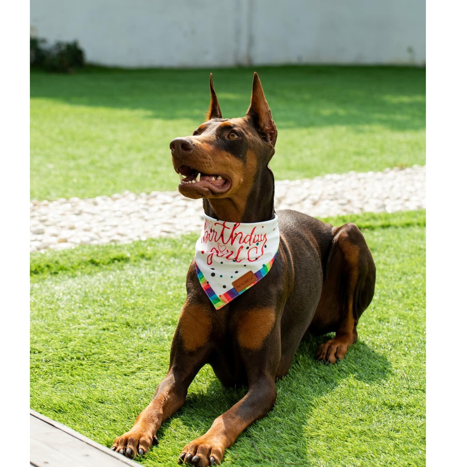 Big Brother Bandana Dog Birthday Double Layer Fabric Blue X-Large Size XL