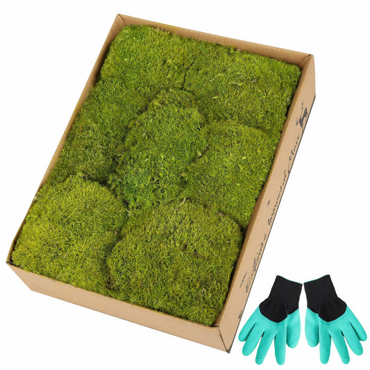 Preserved Reindeer Moss 1.8 sq Ft Natural Yellow-Green Moss for Decor