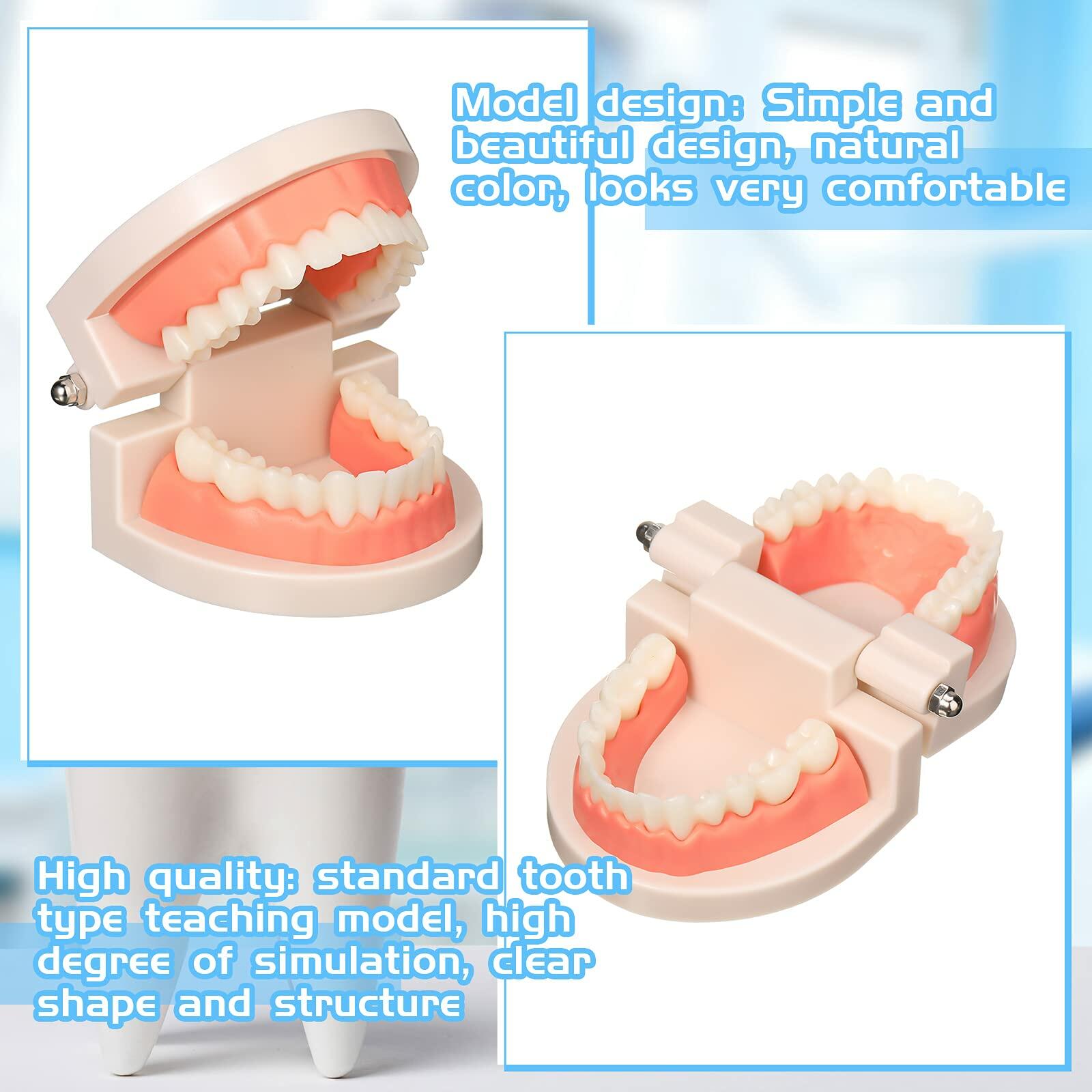 BBTO 2 Pack Dental Teeth Model Fake Dentures Toy Teaching Study