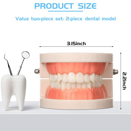 BBTO 2 Pack Dental Teeth Model Fake Dentures Toy Teaching Study