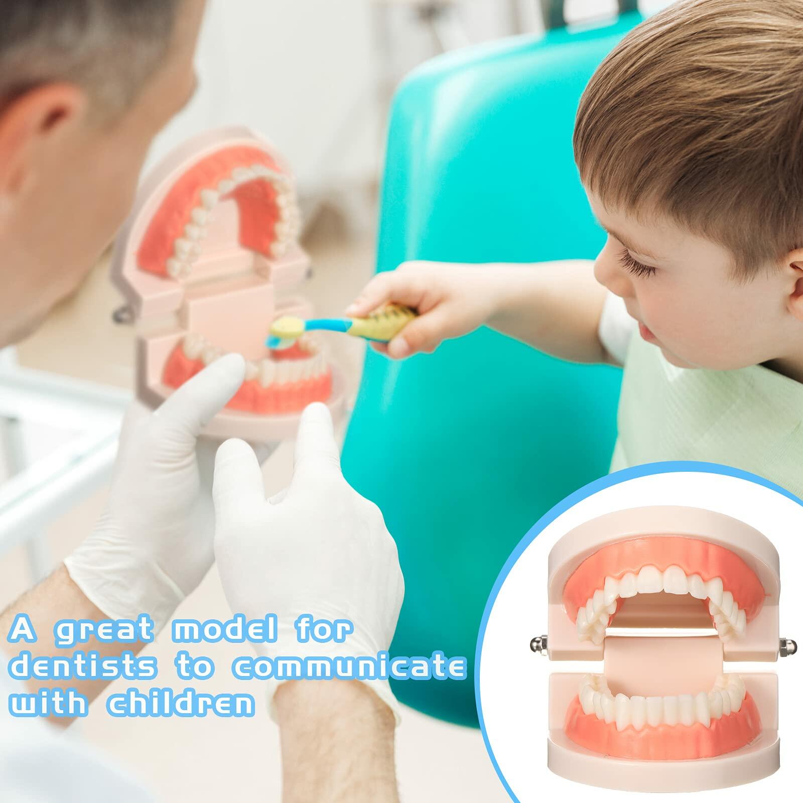 BBTO 2 Pack Dental Teeth Model Fake Dentures Toy Teaching Study