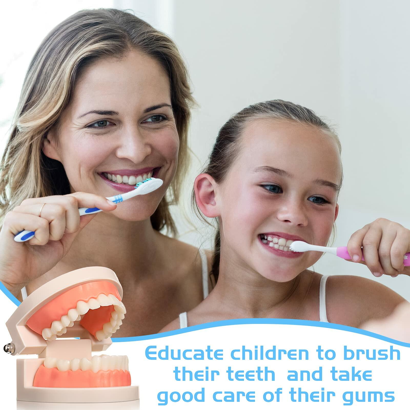 BBTO 2 Pack Dental Teeth Model Fake Dentures Toy Teaching Study