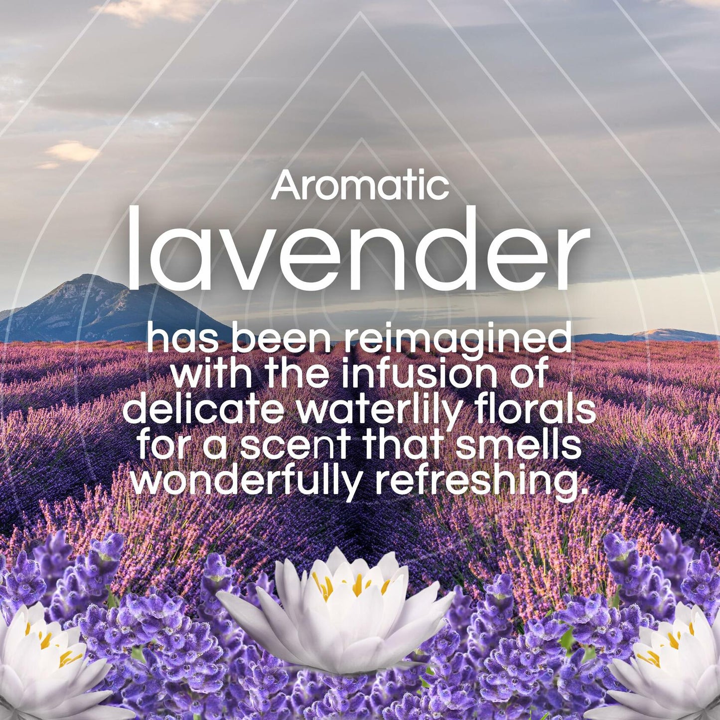 Air Wick Plug in Scented Oil Refill 5ct Lavender & Waterlily Air Freshener