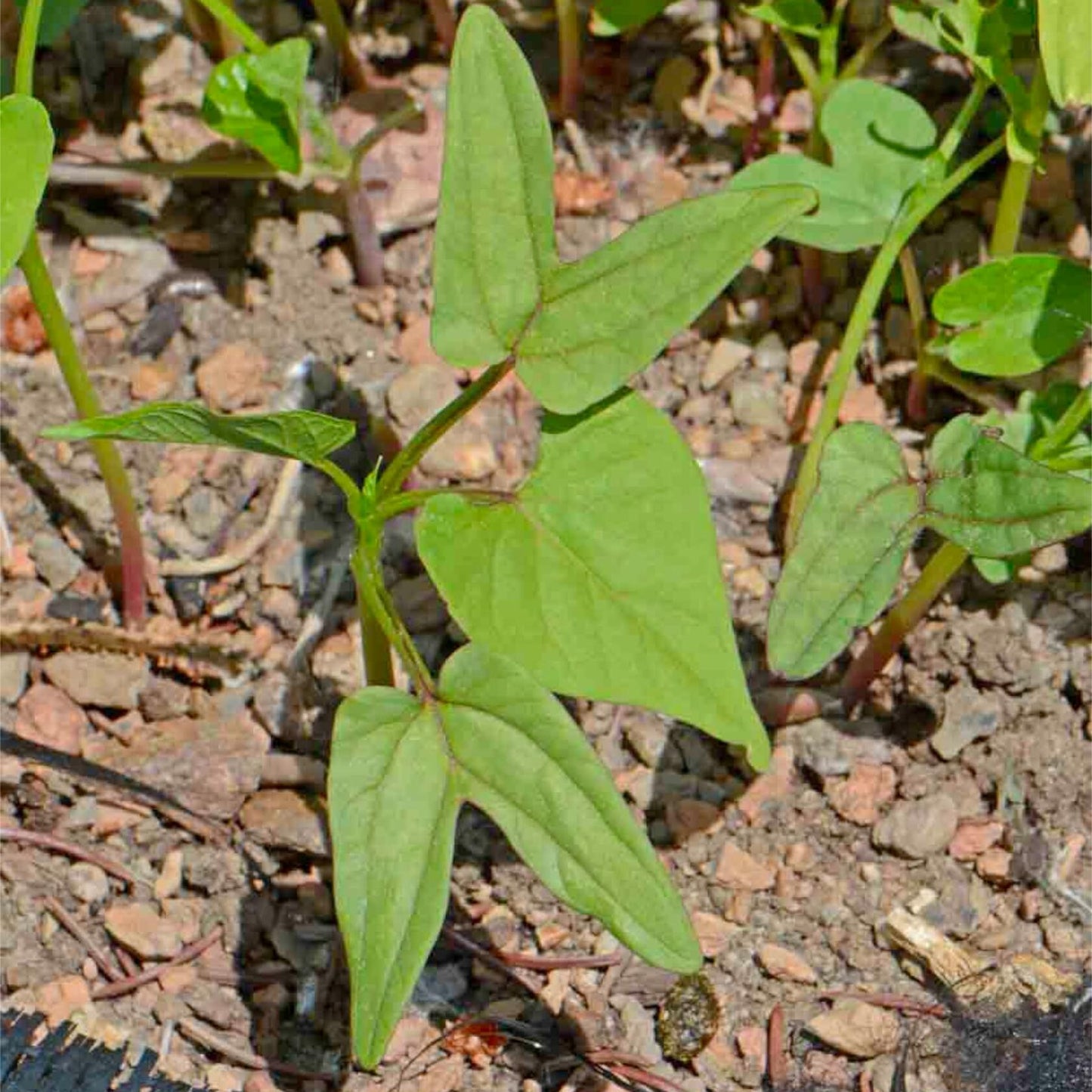 Seed Needs Heavenly Blue Morning Glory Seeds Ipomoea Tricolor 1000+ Count