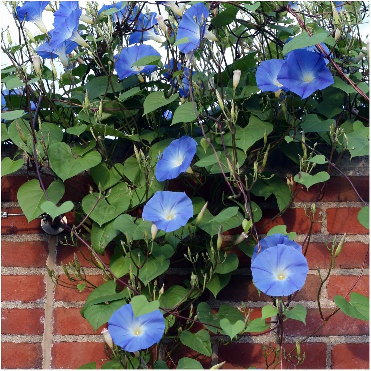 Seed Needs Heavenly Blue Morning Glory Seeds Ipomoea Tricolor 1000+ Count