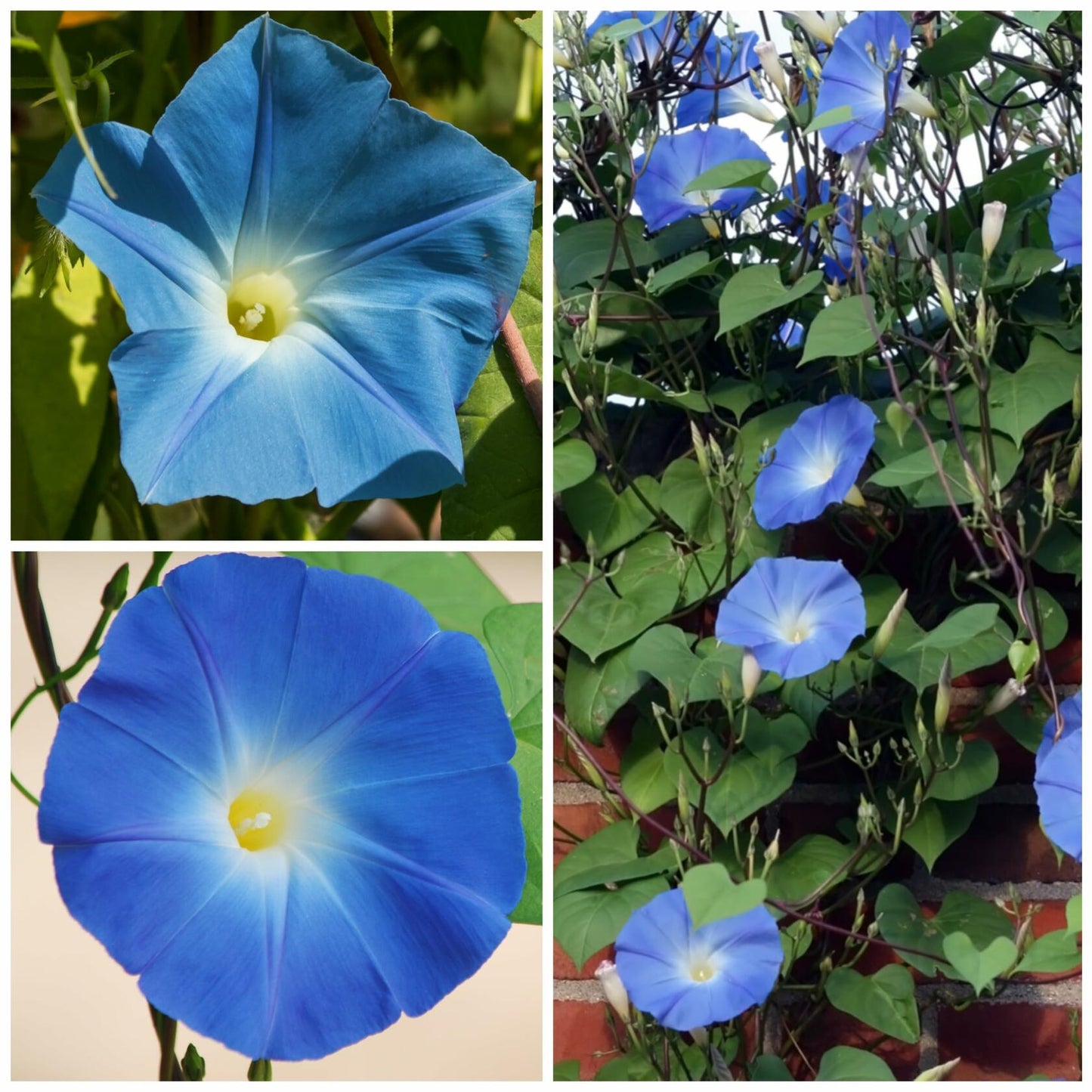 Seed Needs Heavenly Blue Morning Glory Seeds Ipomoea Tricolor 1000+ Count