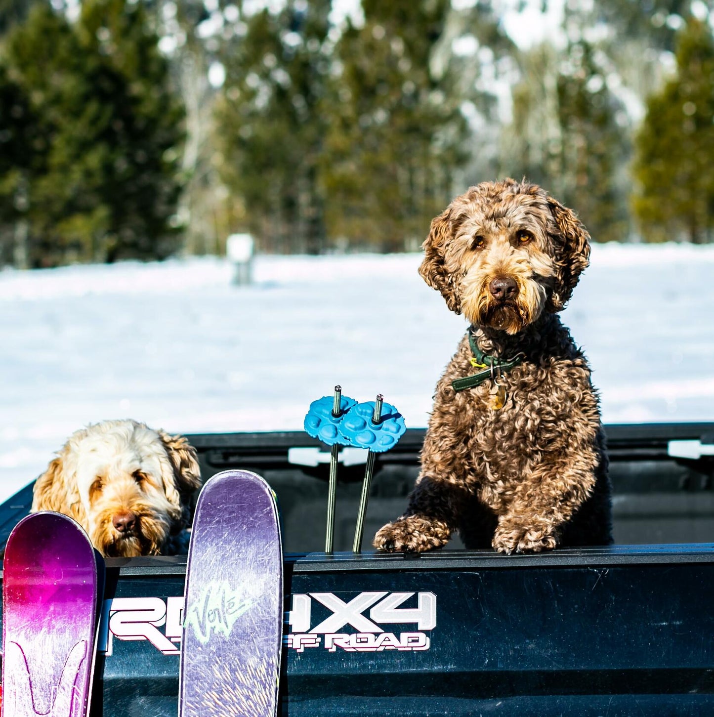 Stoke Tracks Mountain Lion Paw Ski Pole Baskets Lion Aubergine