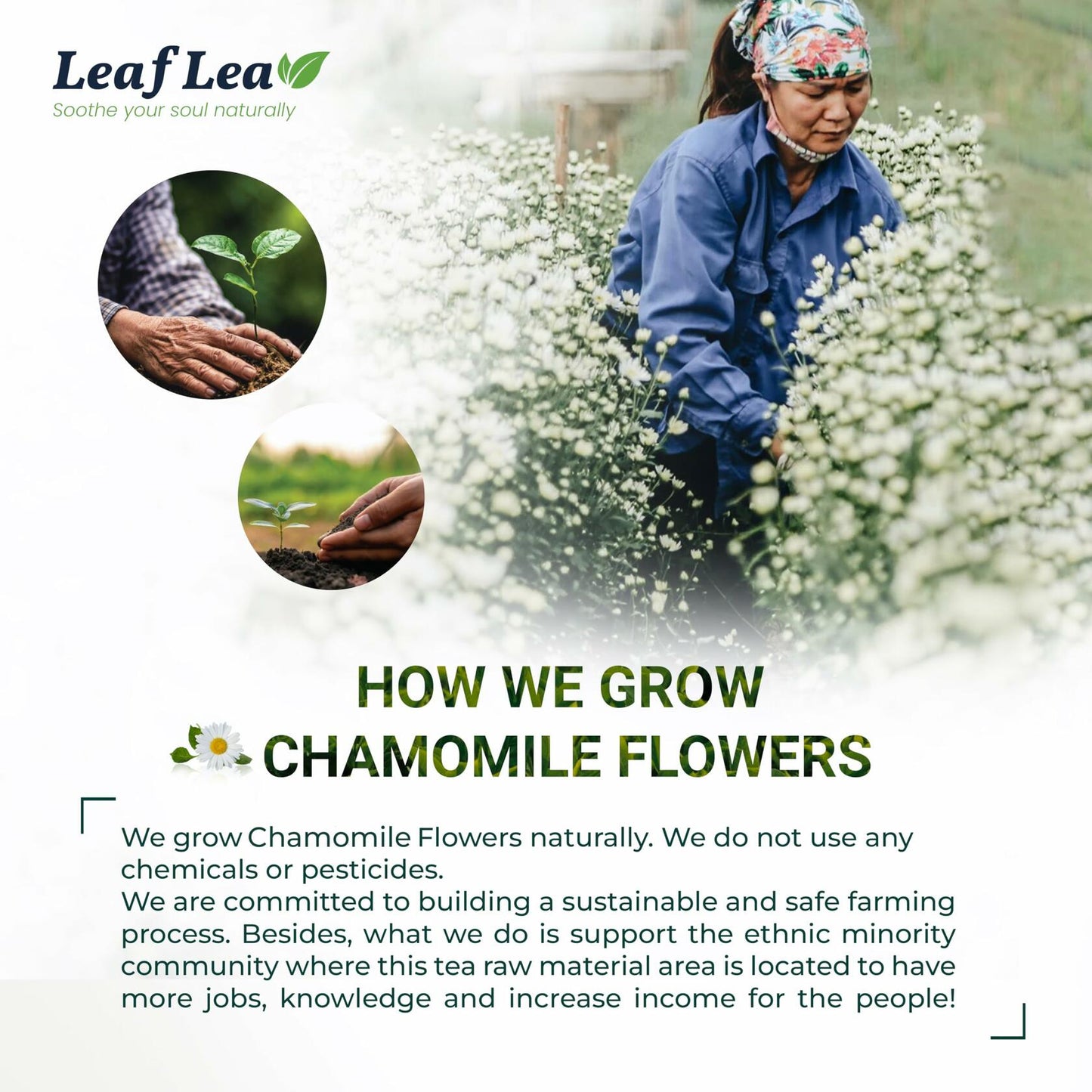 LeafLea Black Tea with Chamomile, Natural, Gluten-Free, Vegan, 40 Bags