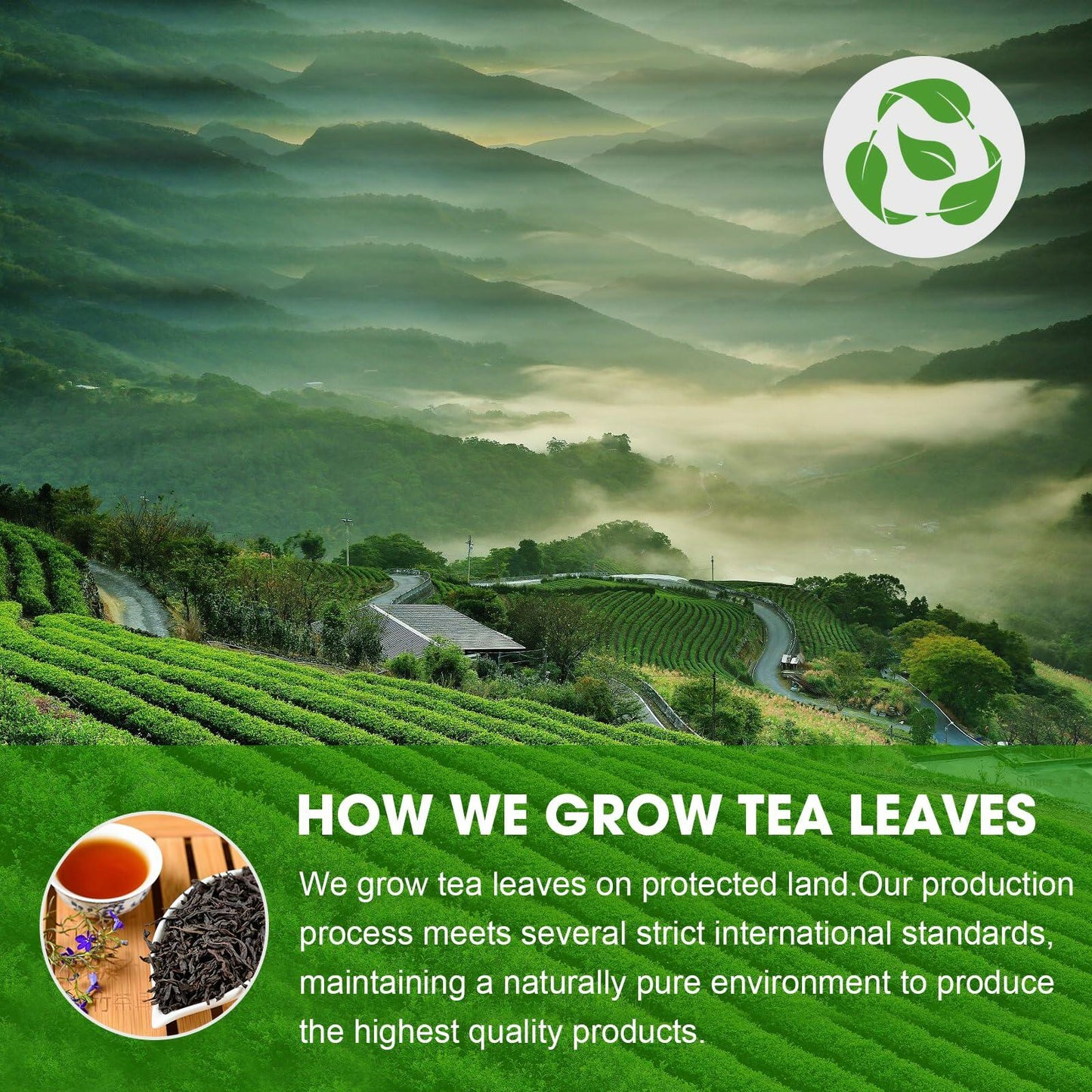 Organic Tea Sampler 10 Eco-Friendly Cups Loose Leaf Pack Jasmine Chamomile