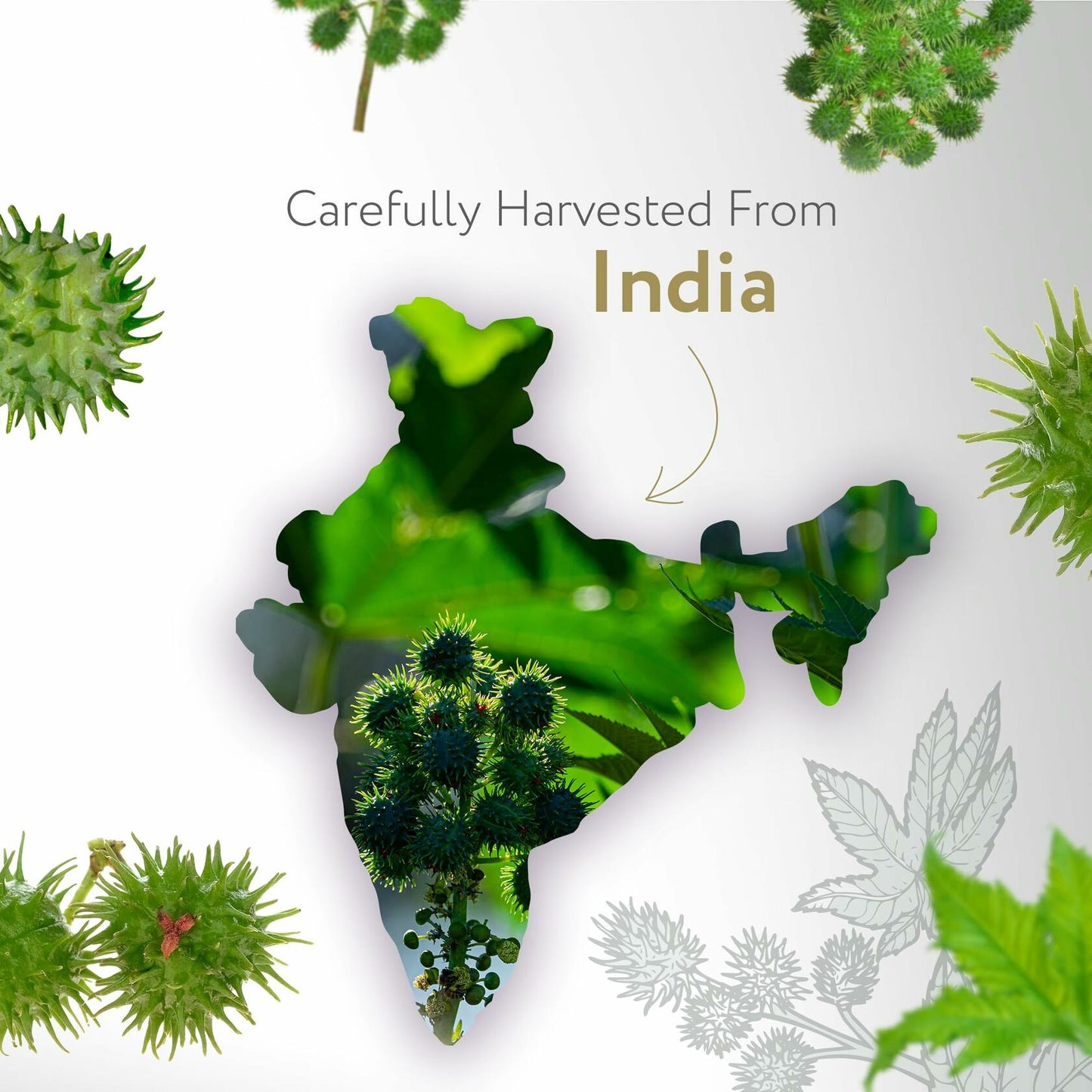 HBNO California Organic Castor Oil 16 fl oz USDA Certified Hexane Free