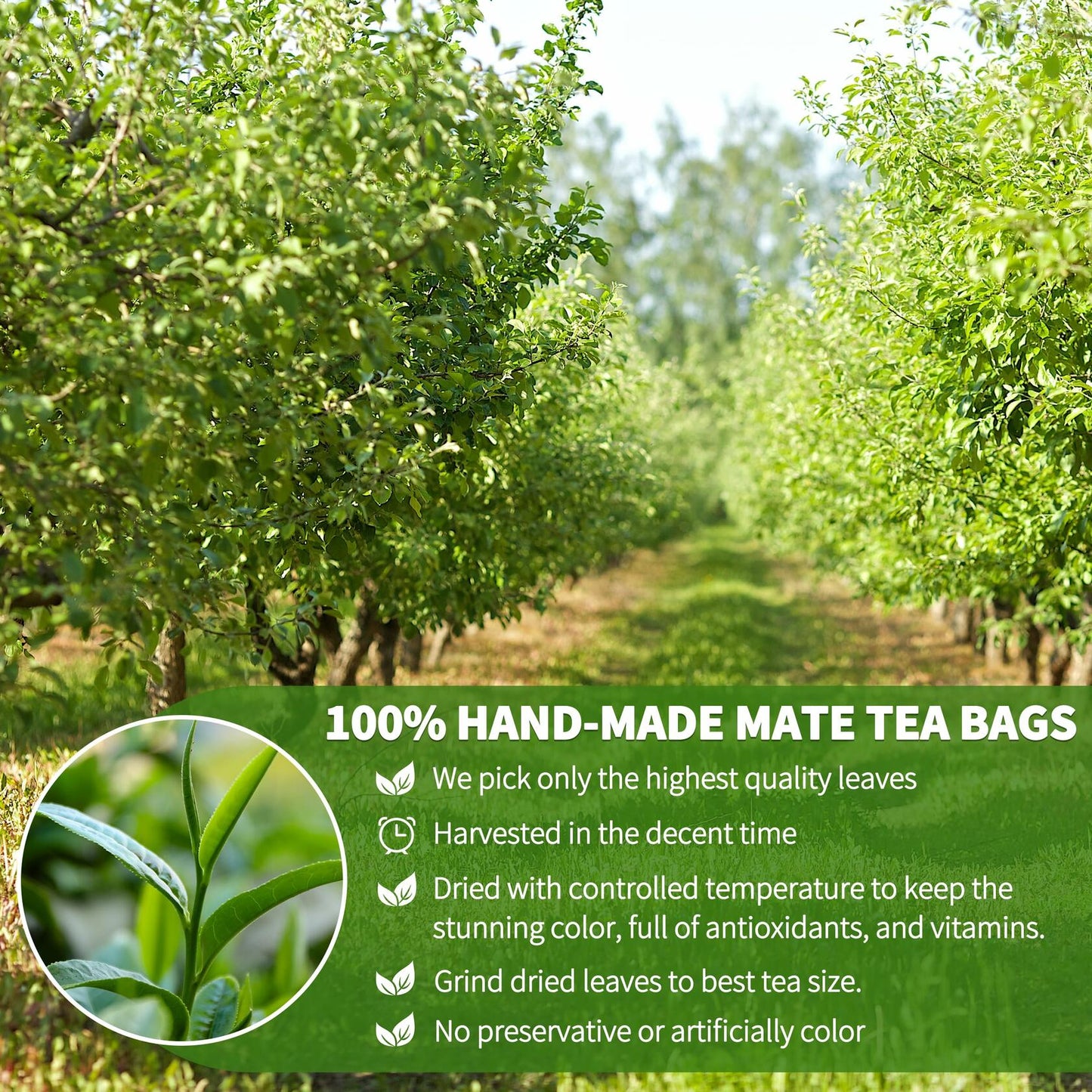 BestBy01/26 Hudetex Yerba Mate Tea Bags 70 Count Cardiovascular Digestive