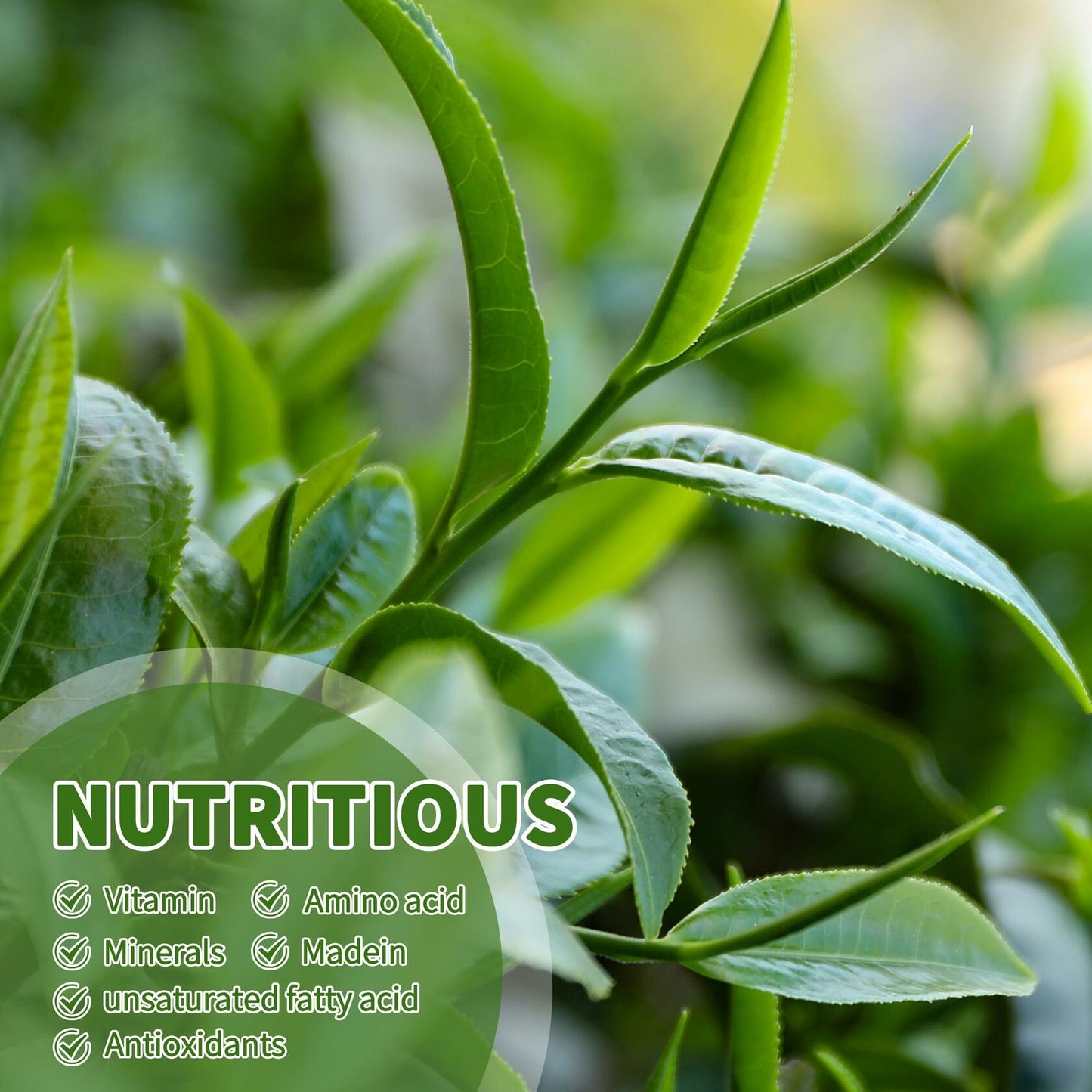 BestBy01/26 Hudetex Yerba Mate Tea Bags 70 Count Cardiovascular Digestive