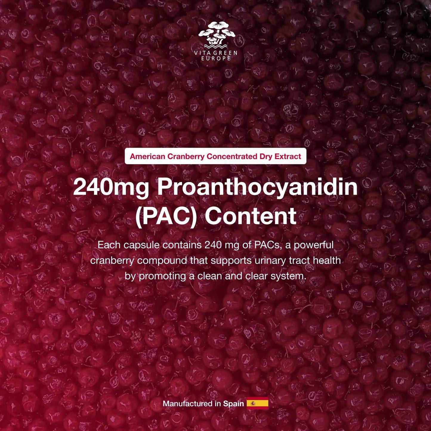 Cysticlean Cranberry PAC Supplement 240mg Sugar-Free Capsules 60 Capsules