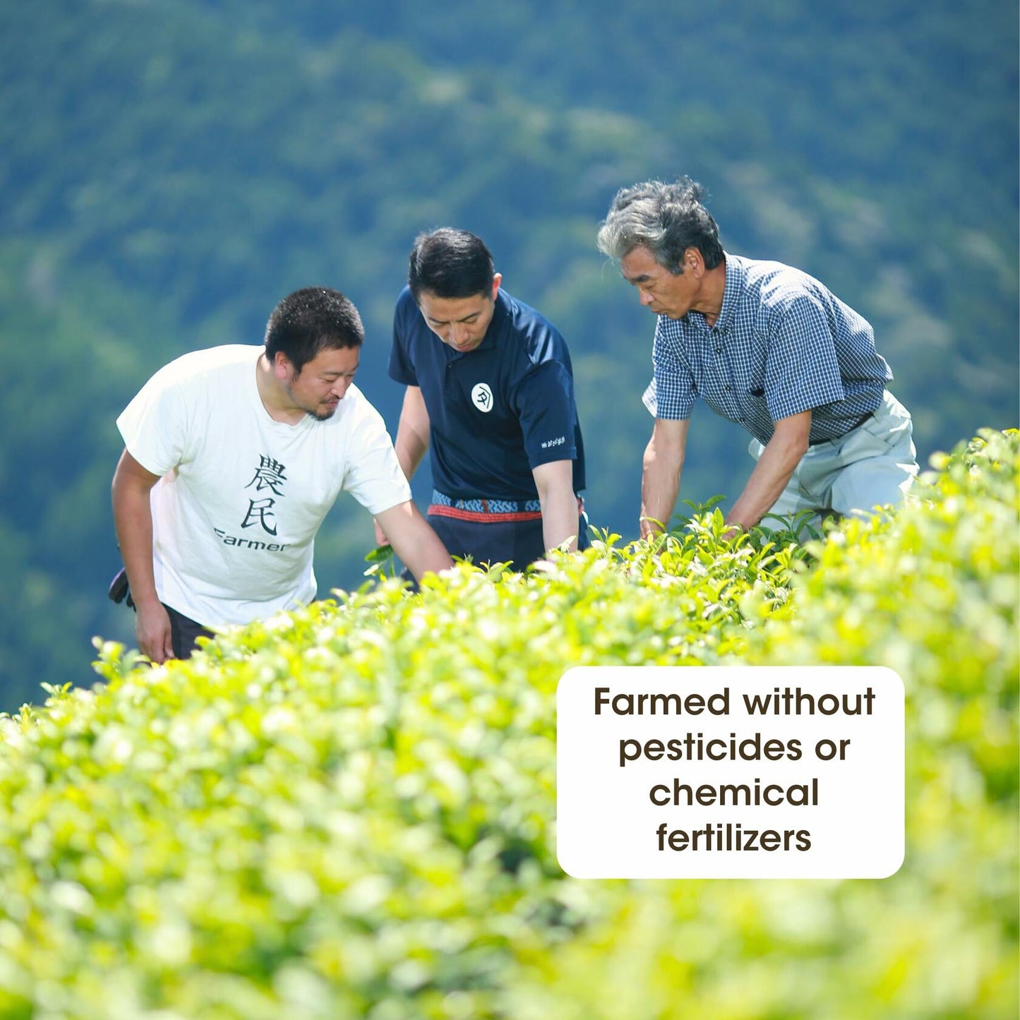 Osada Tea Japan Natural Kamairicha Japanese Loose Leaf Green Tea 80g 2.8oz