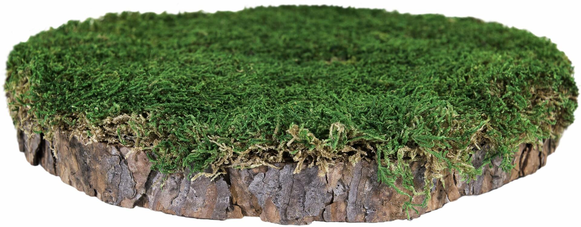 SuperMoss 23339 Mossy Tree Stump Indoor Outdoor Decor Natural Pine 10" Dia