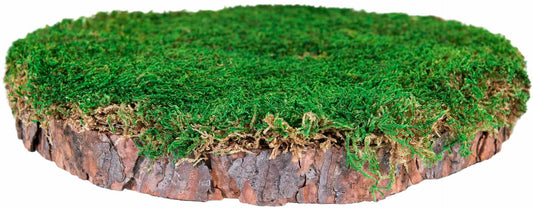 SuperMoss 23339 Mossy Tree Stump Indoor Outdoor Decor Natural Pine 10" Dia