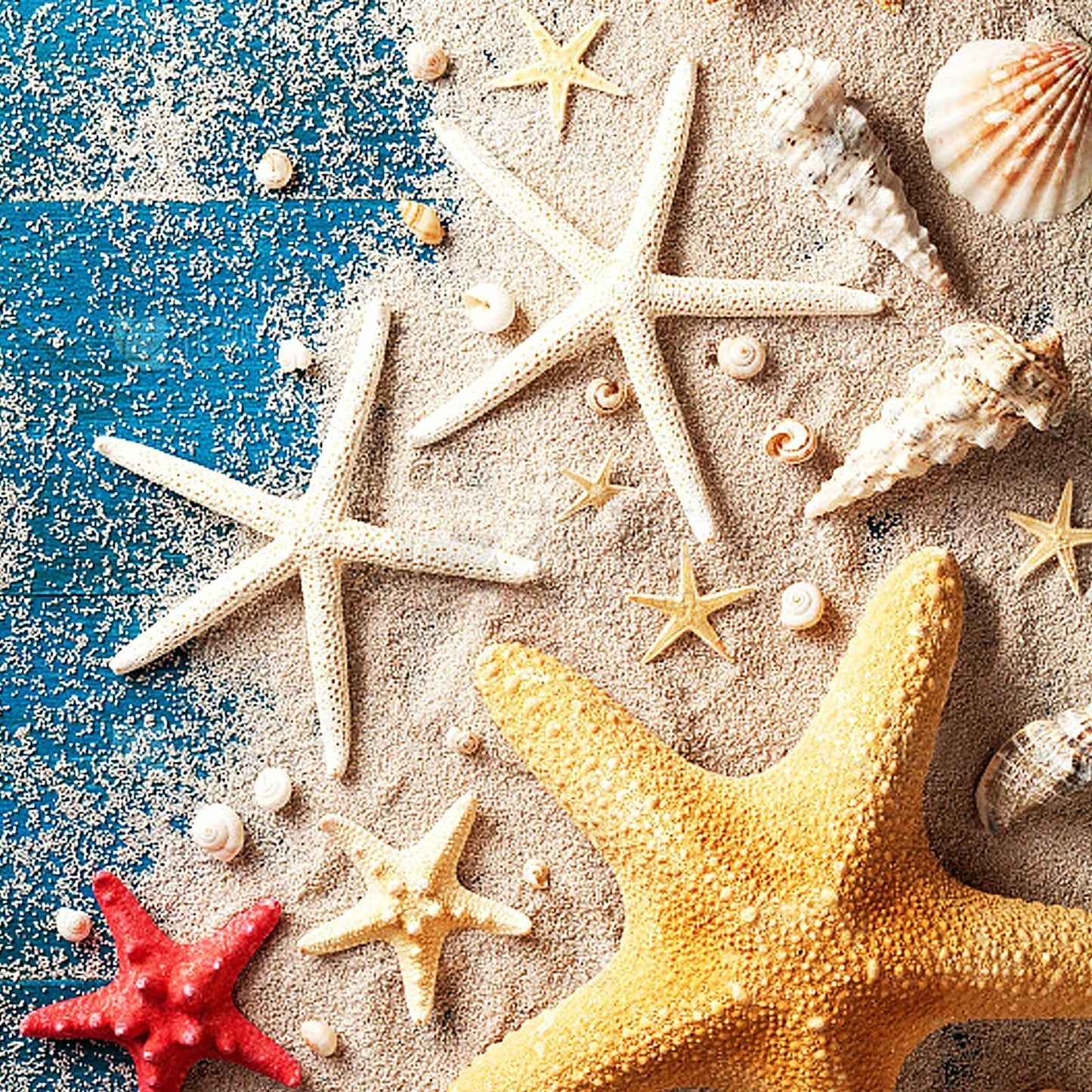 TaoQ 24 PCS Natural White Starfish 2.5-4 Inch Seashells for Crafts Decor