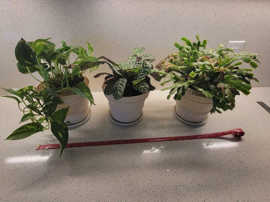 MYITYARD 3 Pack 7 Inch Plastic Plant Pots with Drainage Holes Beige