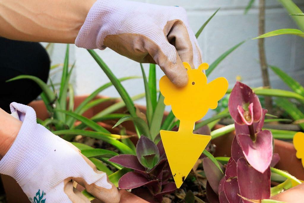 60Pcs Fungus Gnat Sticky Traps with Ties for Indoor Plants - Yellow