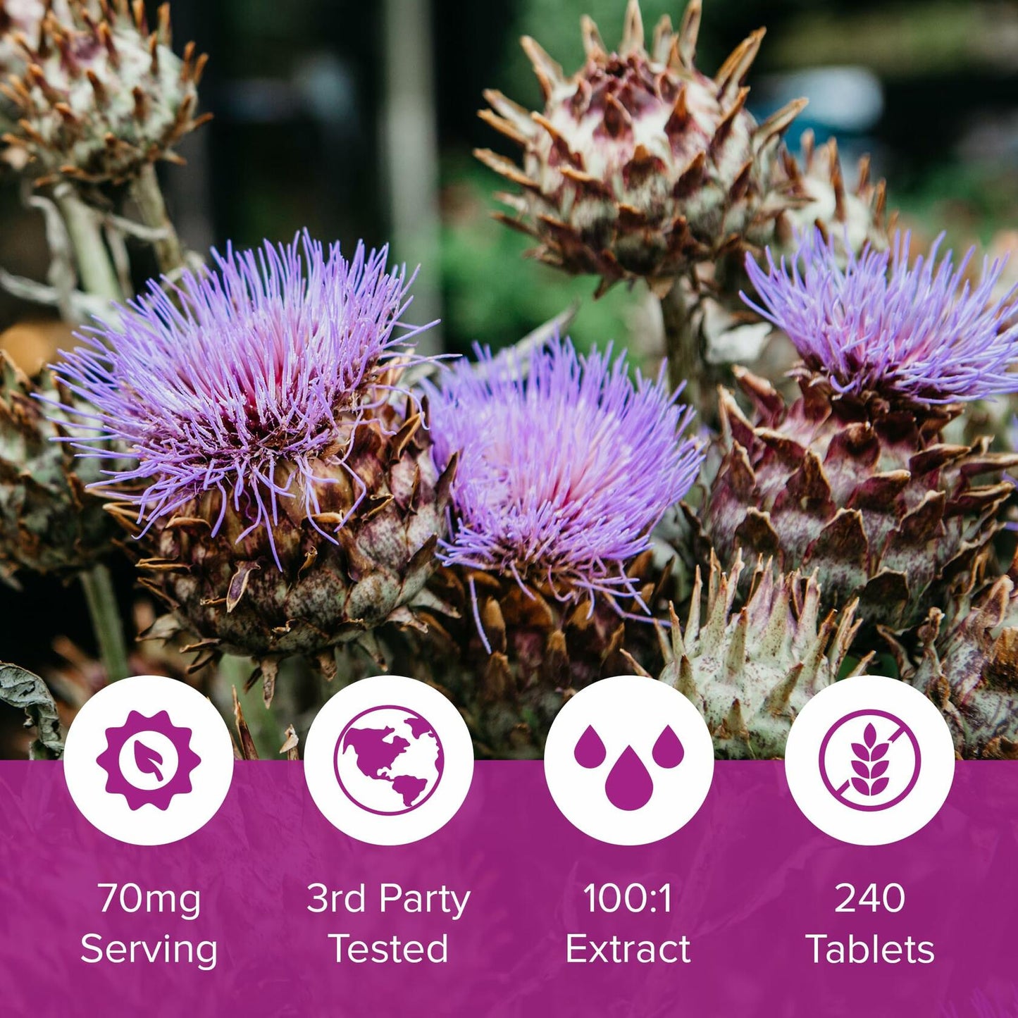 Natural Foundation Milk Thistle Supplement 70mg 240 Tablets USA 100:1 Extract